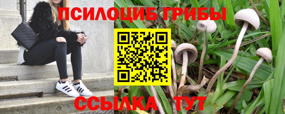 Псилоцибиновые грибы мицелий Алатырь